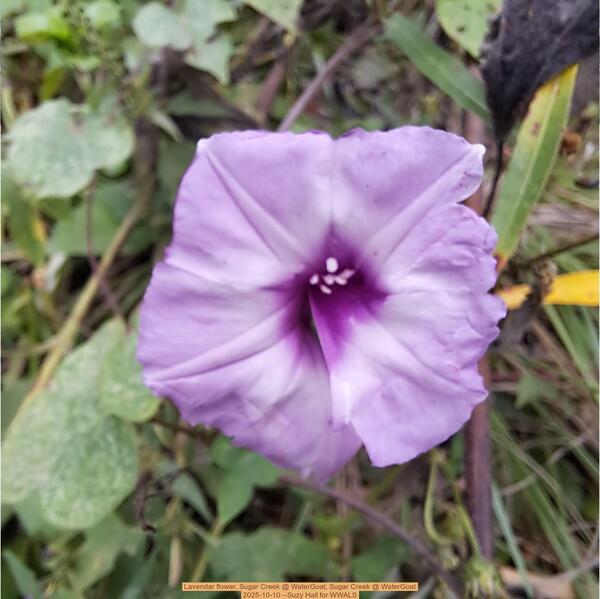 Lavendar flower, Sugar Creek @ WaterGoat, Sugar Creek @ WaterGoat 2025-10-10