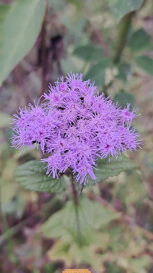 Movie: Blue Mistflower (5.3M)