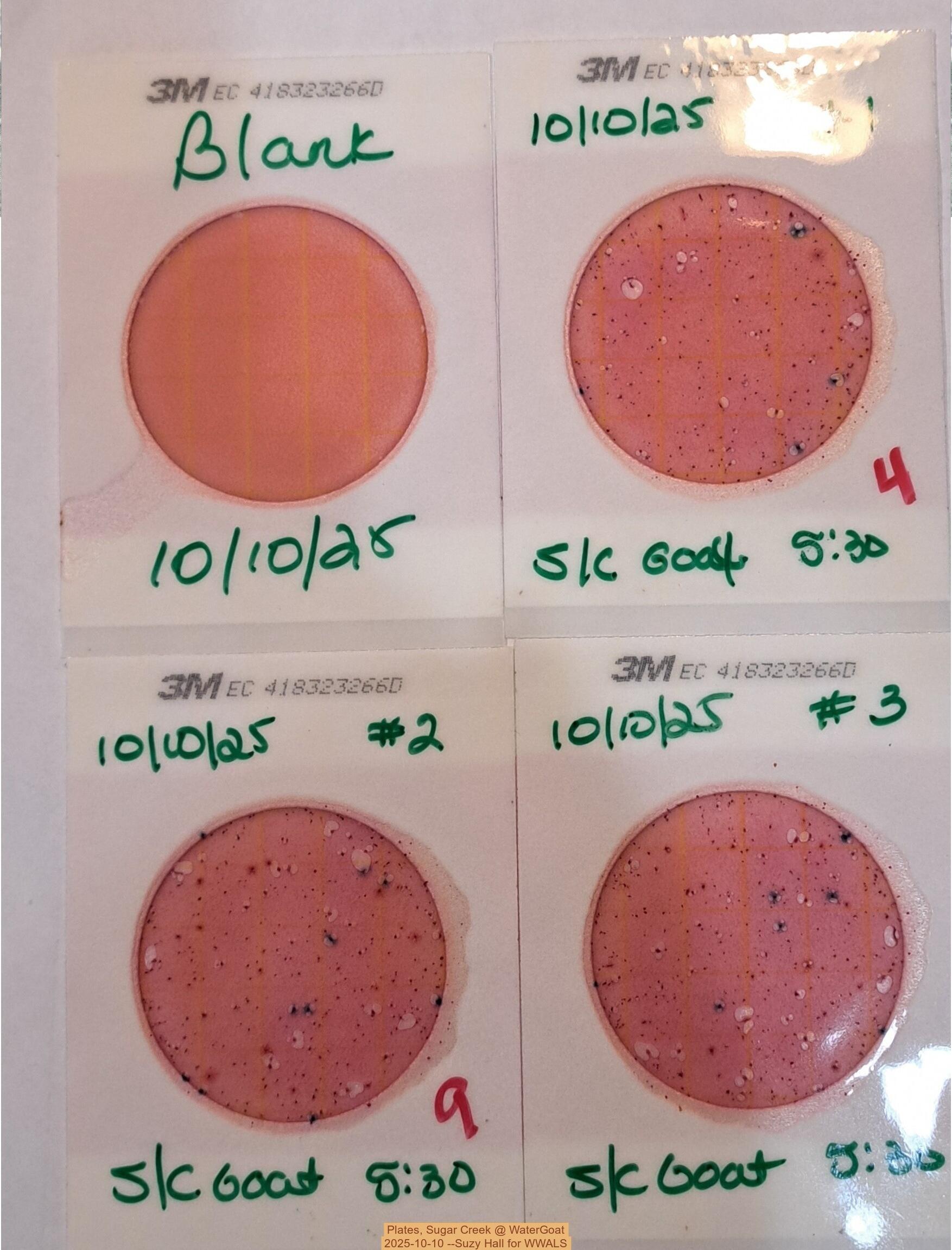 Plates, Sugar Creek @ WaterGoat 2025-10-10