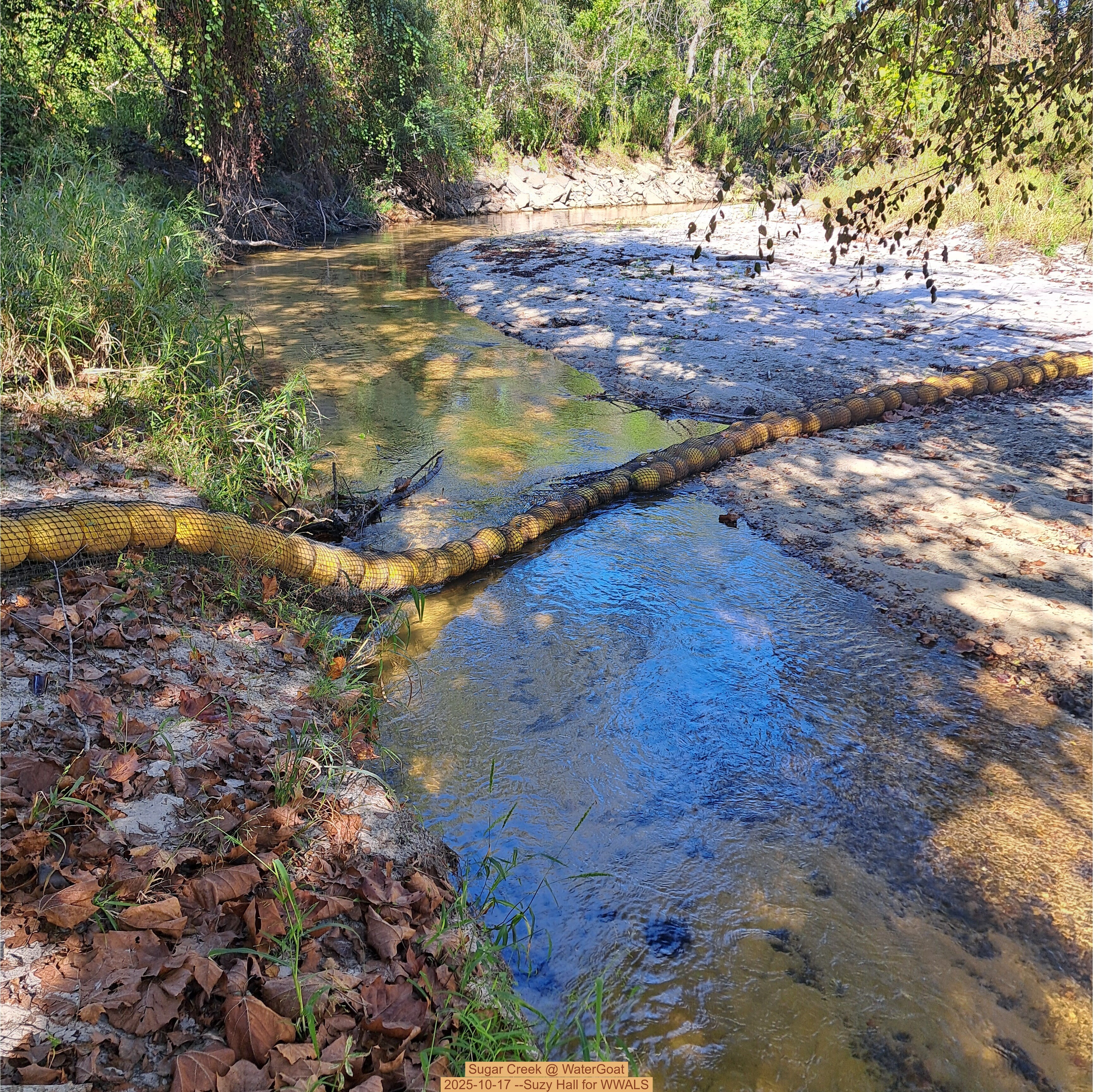 Sugar Creek @ WaterGoat 2025-10-17 --Suzy Hall for WWALS