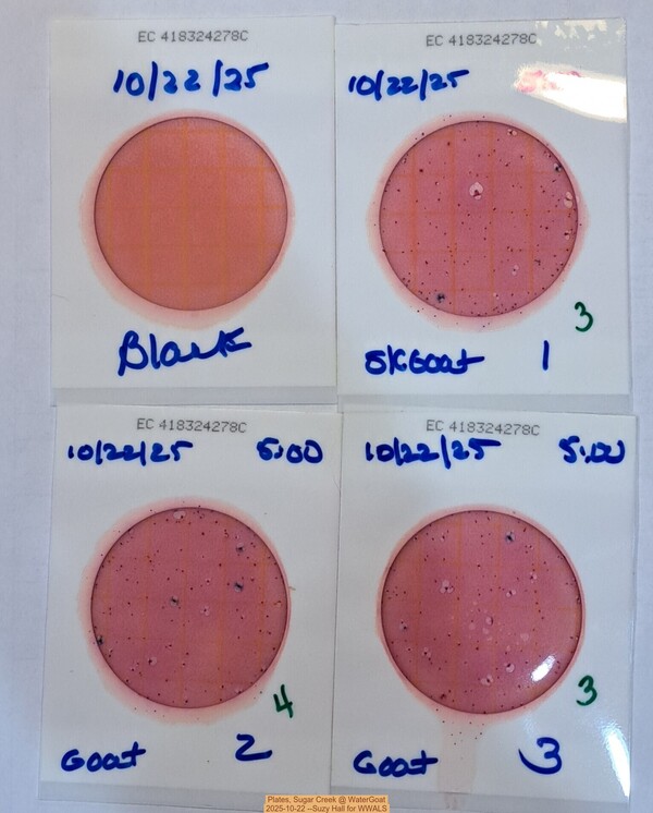 Plates, Sugar Creek @ WaterGoat 2025-10-22 --Suzy Hall for WWALS