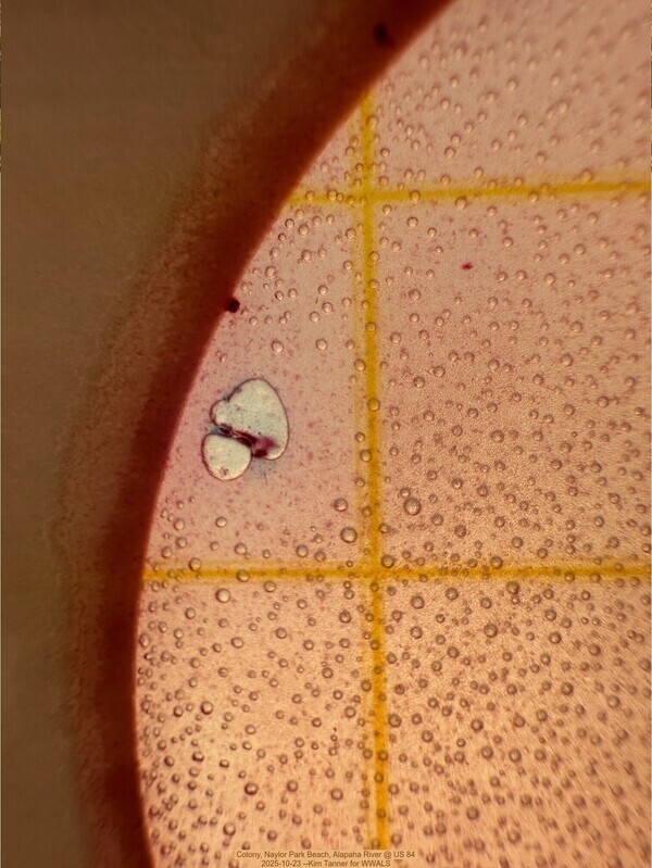 Colony, Naylor Park Beach, Alapaha River @ US 84 2025-10-23 --Kim Tanner for WWALS