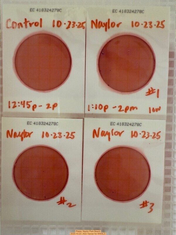 Plates, Naylor Park Beach 2025-10-23 --Kim Tanner for WWALS