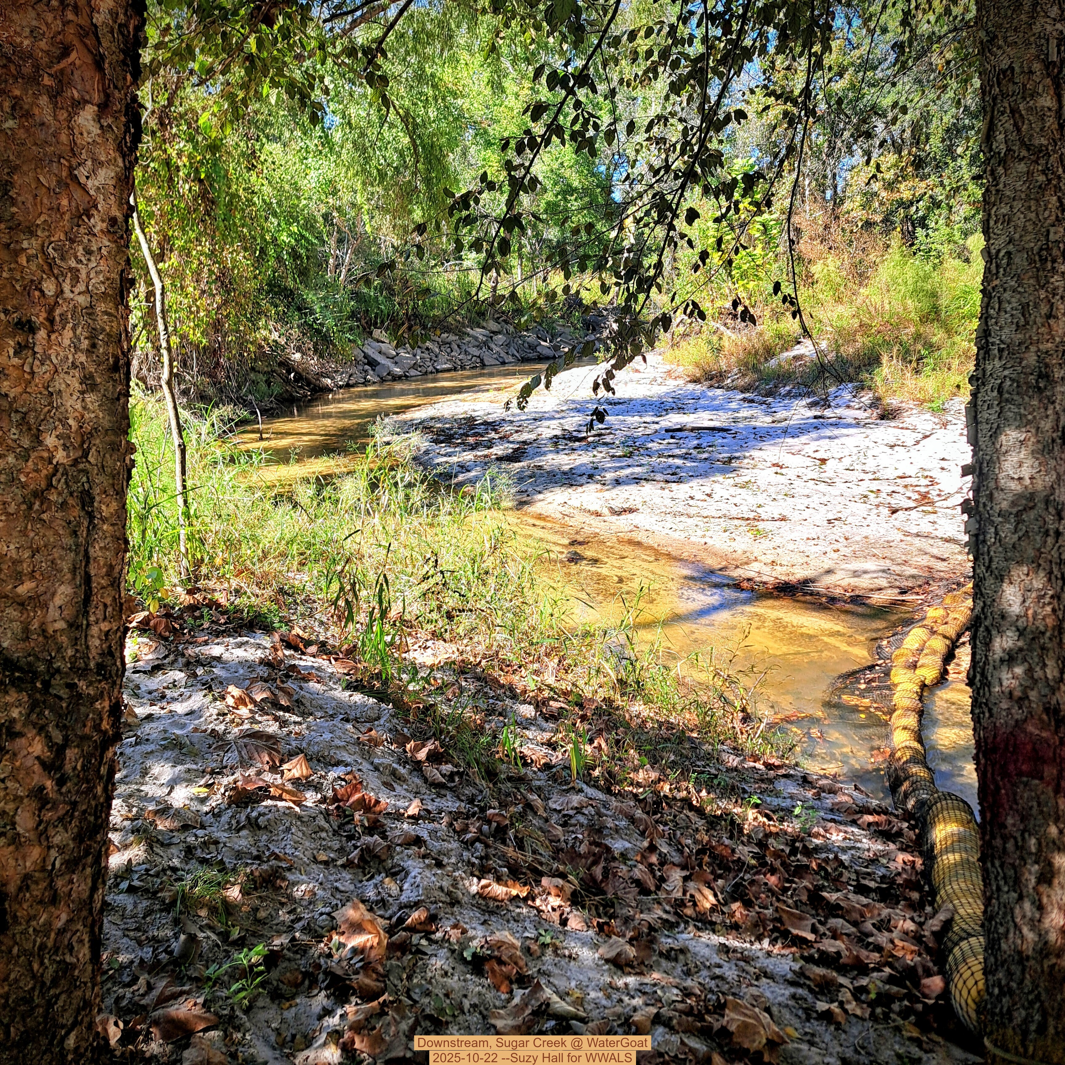 Downstream, Sugar Creek @ WaterGoat 2025-10-22 --Suzy Hall for WWALS