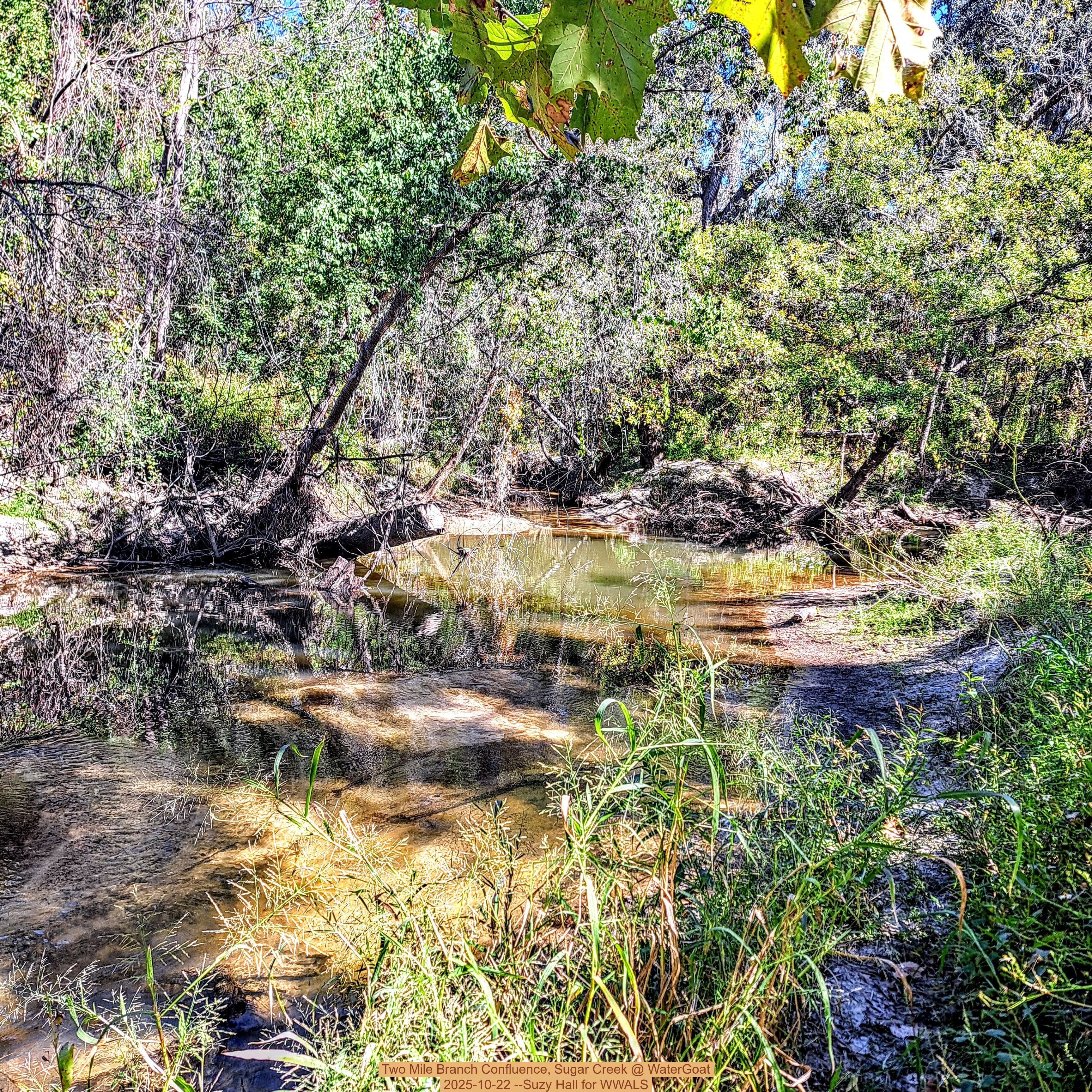 Two Mile Branch Confluence, Sugar Creek @ WaterGoat 2025-10-22 --Suzy Hall for WWALS