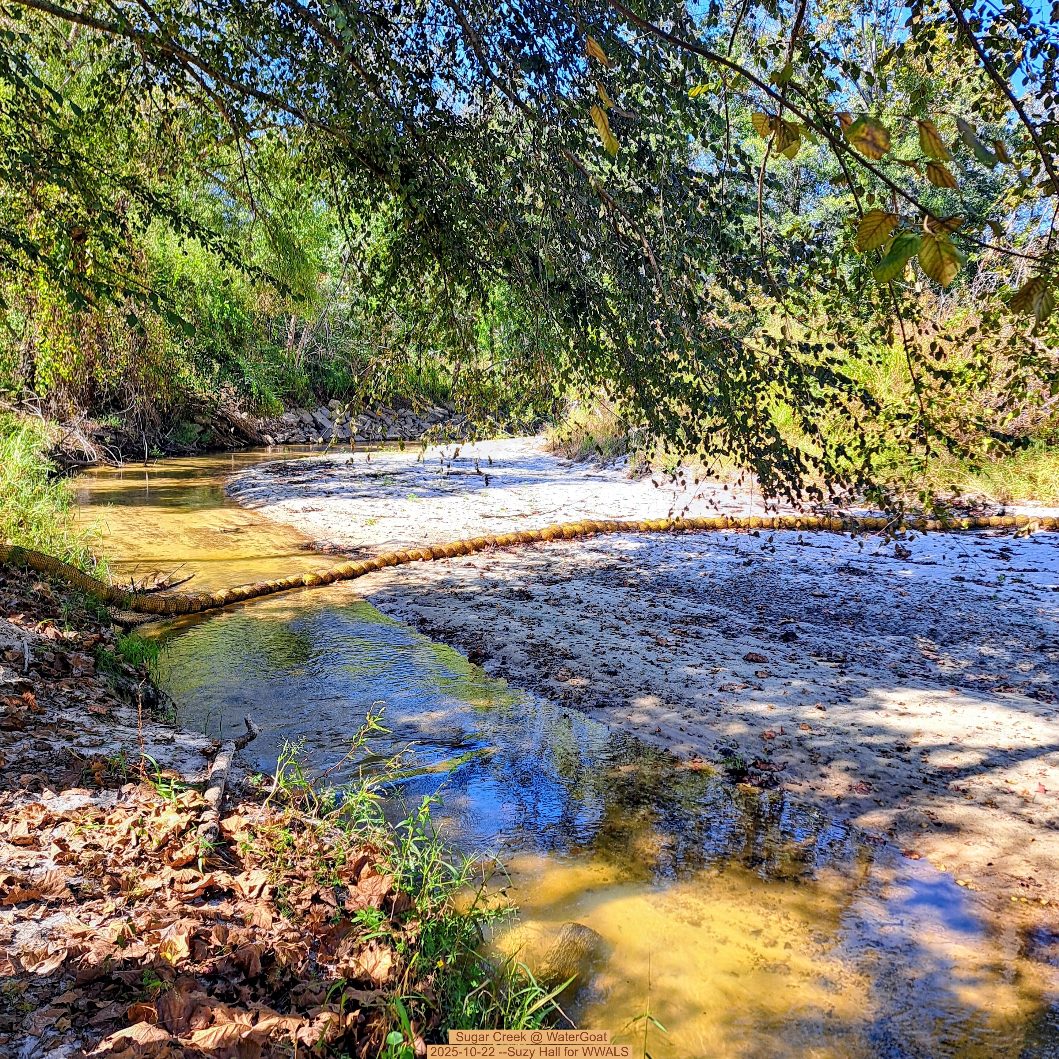 Sugar Creek @ WaterGoat 2025-10-22 --Suzy Hall for WWALS