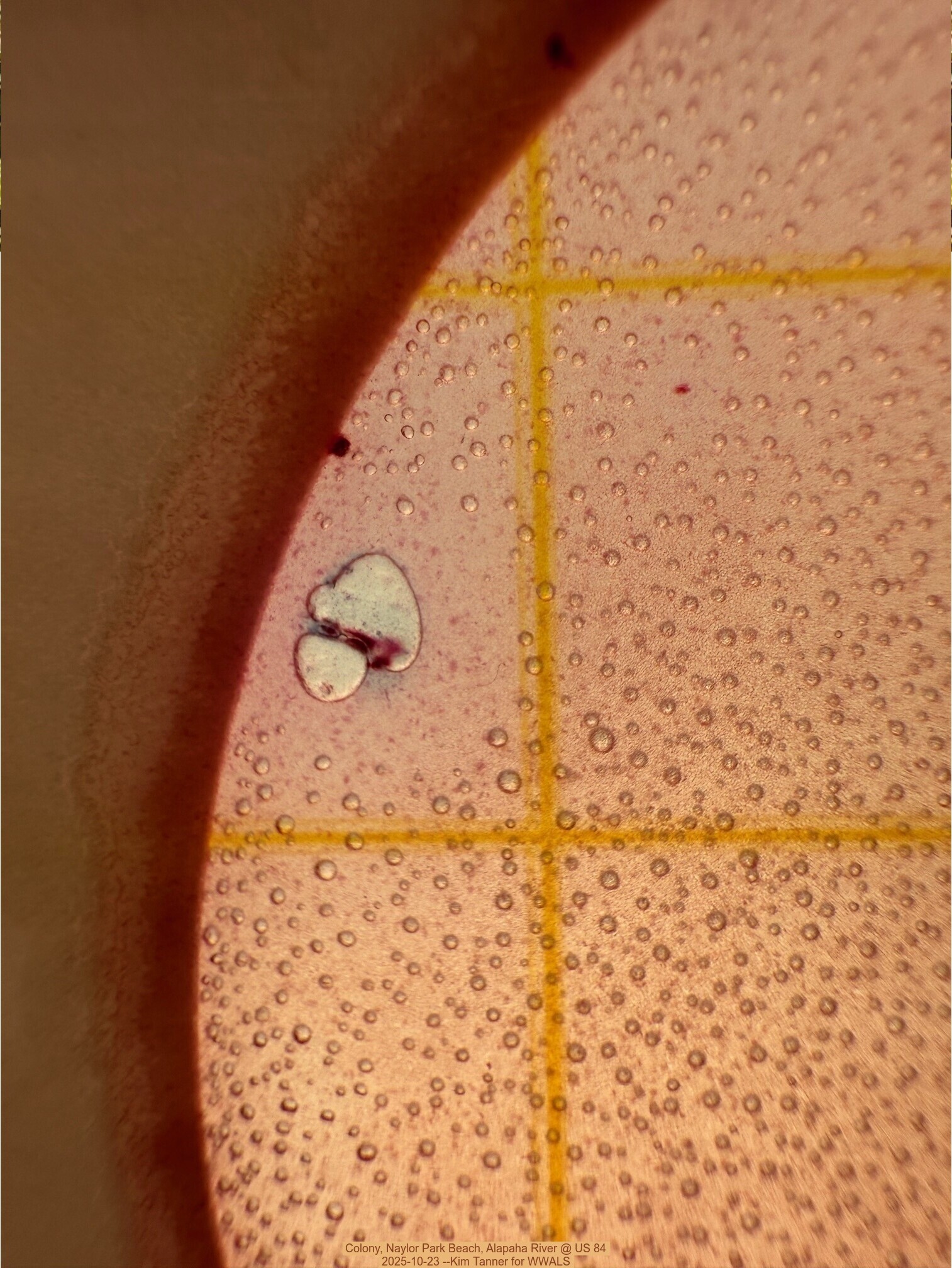 Colony, Naylor Park Beach, Alapaha River @ US 84 2025-10-23 --Kim Tanner for WWALS