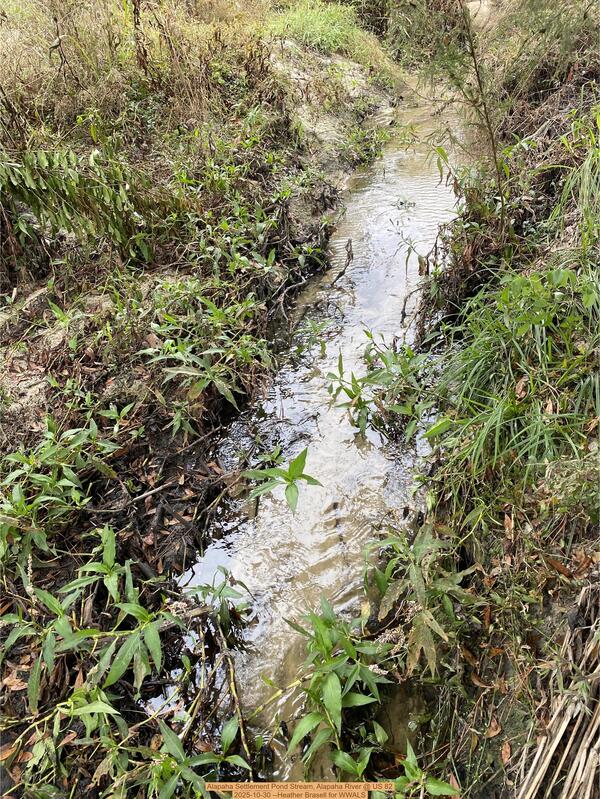 [Alapaha Settlement Pond Stream, Alapaha River @ US 82 2025-10-30 --Heather Brasell for WWALS]
