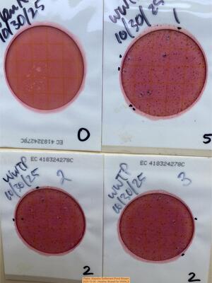 [Plates, Alapaha Settlement Pond Stream 2025-10-30 --Heather Brasell for WWALS]