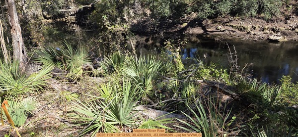 [Alapaha River Rise, 2025:11:01 13:13:55, 30.4383069, -83.0898289 --jsq for WWALS]
