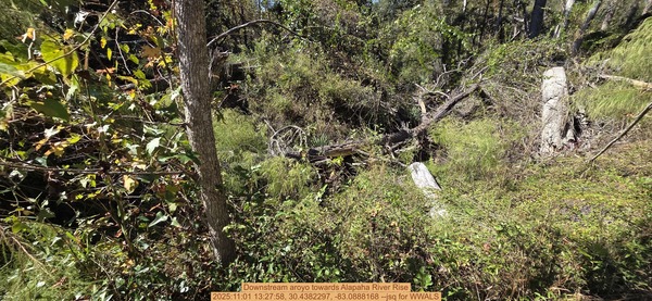 Downstream aroyo towards Alapaha River Rise, 2025:11:01 13:27:58, 30.4382297, -83.0888168 --jsq for WWALS