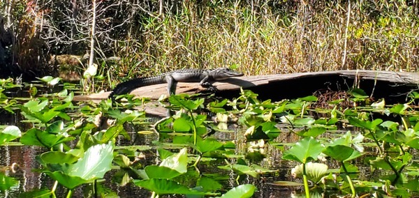 Gator straddling log, 2023-11-05, 11:53:03, 30.8608872, -82.3234103