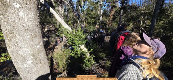 Still some high trees, 2025:11:01 10:32:24, 30.5819412, -83.0514568 --jsq for WWALS