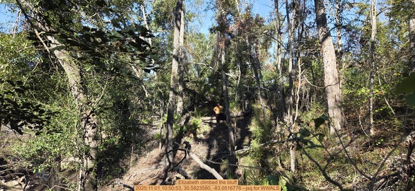 Elizabeth climbed the bluff, 2025:11:01 10:50:53, 30.5823580, -83.0516776 --jsq for WWALS