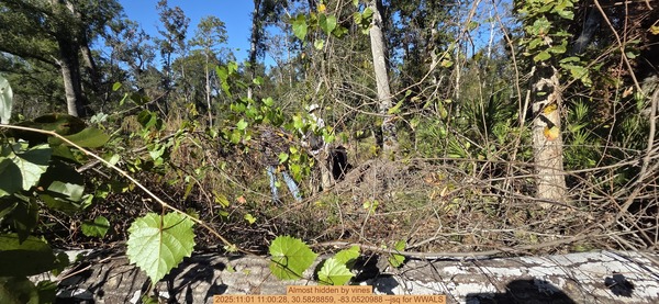 Almost hidden by vines, 2025:11:01 11:00:28, 30.5828859, -83.0520988 --jsq for WWALS