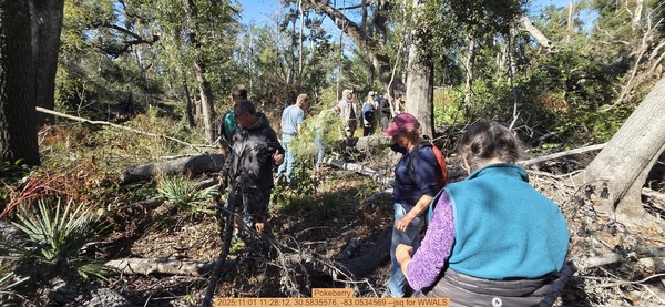 Pokeberry, 2025:11:01 11:28:12, 30.5835576, -83.0534569 --jsq for WWALS