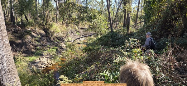 Dennis in the weeds, 2025:11:01 11:32:44, 30.5837926, -83.0536140 --jsq for WWALS