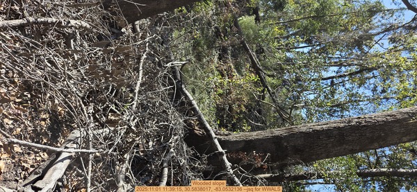 Wooded slope, 2025:11:01 11:39:15, 30.5838017, -83.0532136 --jsq for WWALS