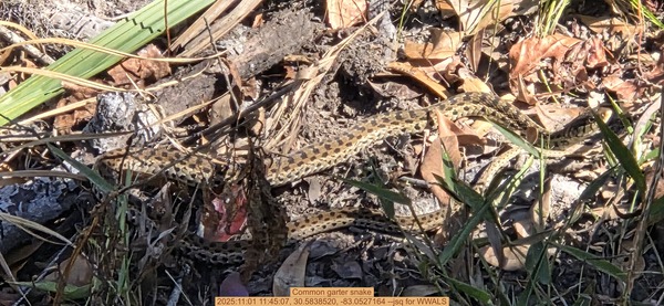 Common garter snake, 2025:11:01 11:45:07, 30.5838520, -83.0527164 --jsq for WWALS