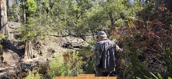 Pokeweed ravine, 2025:11:01 11:47:48, 30.5838884, -83.0526727 --jsq for WWALS