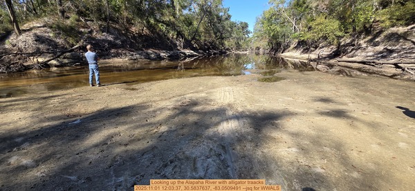 [Looking up the Alapaha River with alligator traacks, 2025:11:01 12:03:37, 30.5837637, -83.0509491 --jsq for WWALS]