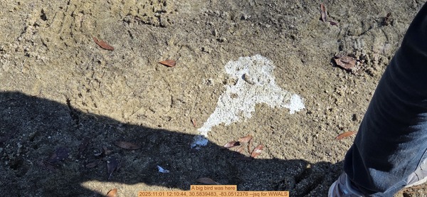 [A big bird was here, 2025:11:01 12:10:44, 30.5839483, -83.0512376 --jsq for WWALS]