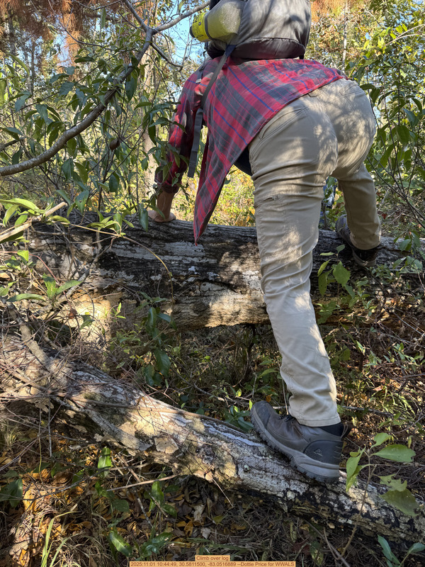 Climb over log, 2025:11:01 10:44:49, 30.5811500, -83.0516889 --Dottie Price for WWALS