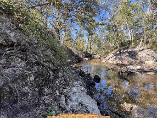 Looking up the Dead River from the Alapaha, 2025:11:01 12:11:05, 30.5710250, -83.0477444 --Dottie Price for WWALS
