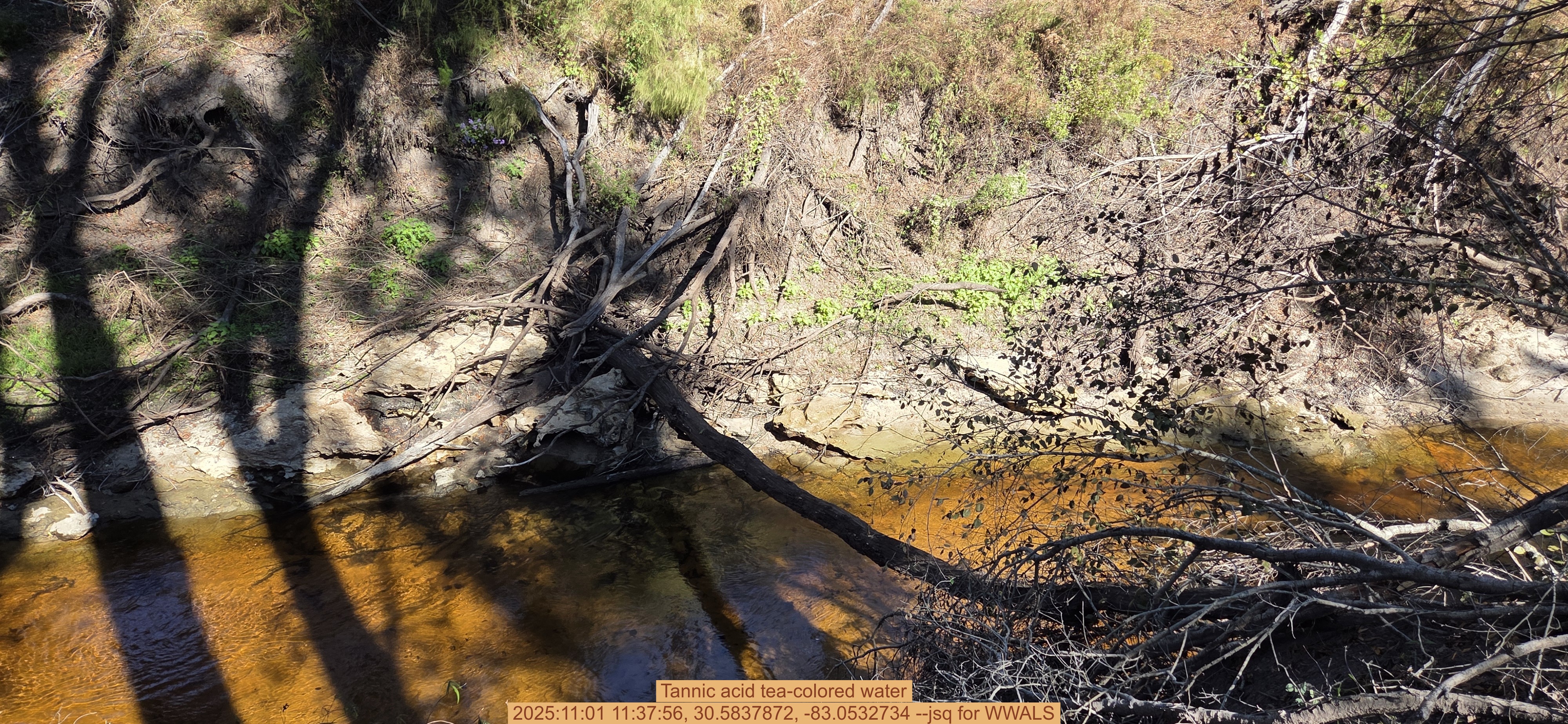 Tannic acid tea-colored water, 2025:11:01 11:37:56, 30.5837872, -83.0532734 --jsq for WWALS