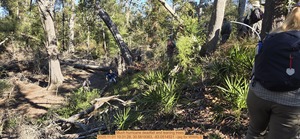 [Much hurricane deadfall and leaning trees, 2025:11:01 10:31:28, 30.5819363, -83.0514521 --jsq for WWALS]