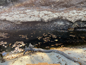 [Leaves in the water, 2025:11:01 12:03:11, 30.5838500, -83.0509722 --Dottie Price for WWALS]