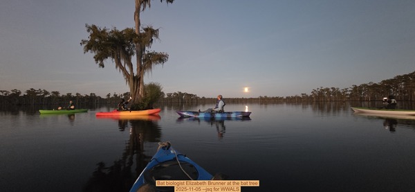Bat biologist Elizabeth Brunner at the bat tree, 2025-11-05 --jsq for WWALS