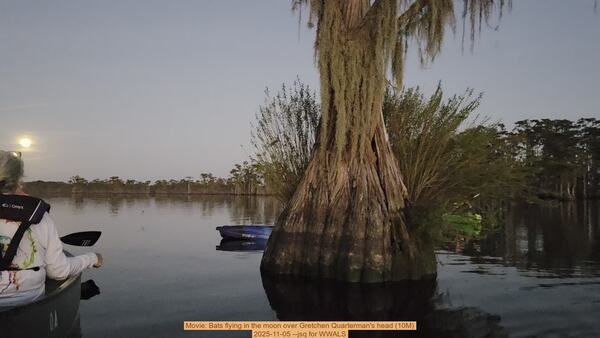 Movie: Bats flying in the moon over Gretchen Quarterman's head (10M), 2025-11-05 --jsq for WWALS