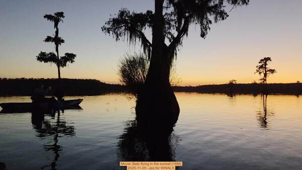 [Movie: Bats flying in the sunset (16M), 2025-11-05 --jsq for WWALS]