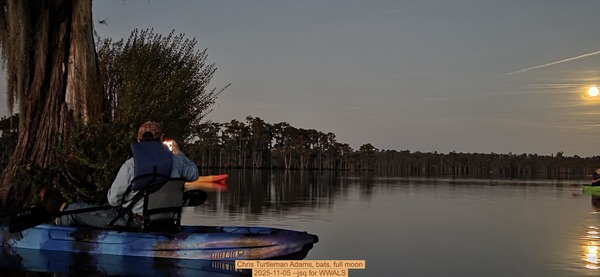 Chris Turtleman Adams, bats, full moon, 2025-11-05 --jsq for WWALS