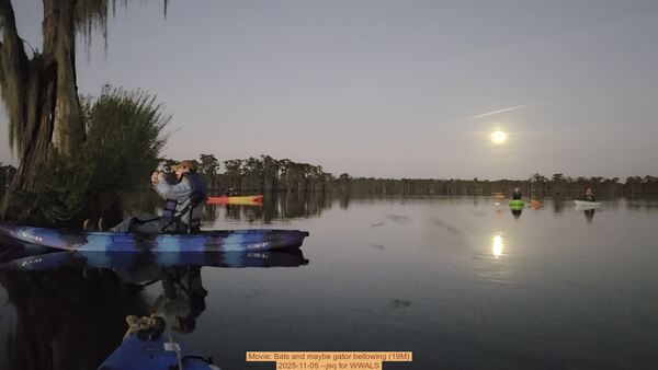 [Movie: Bats and maybe gator bellowing (19M), 2025-11-05 --jsq for WWALS]