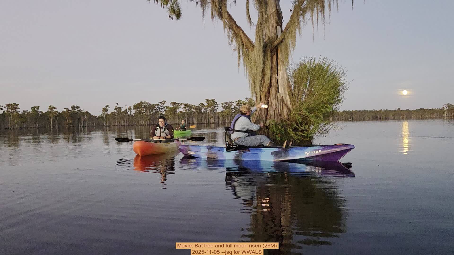 Movie: Bat tree and full moon risen (26M), 2025-11-05 --jsq for WWALS