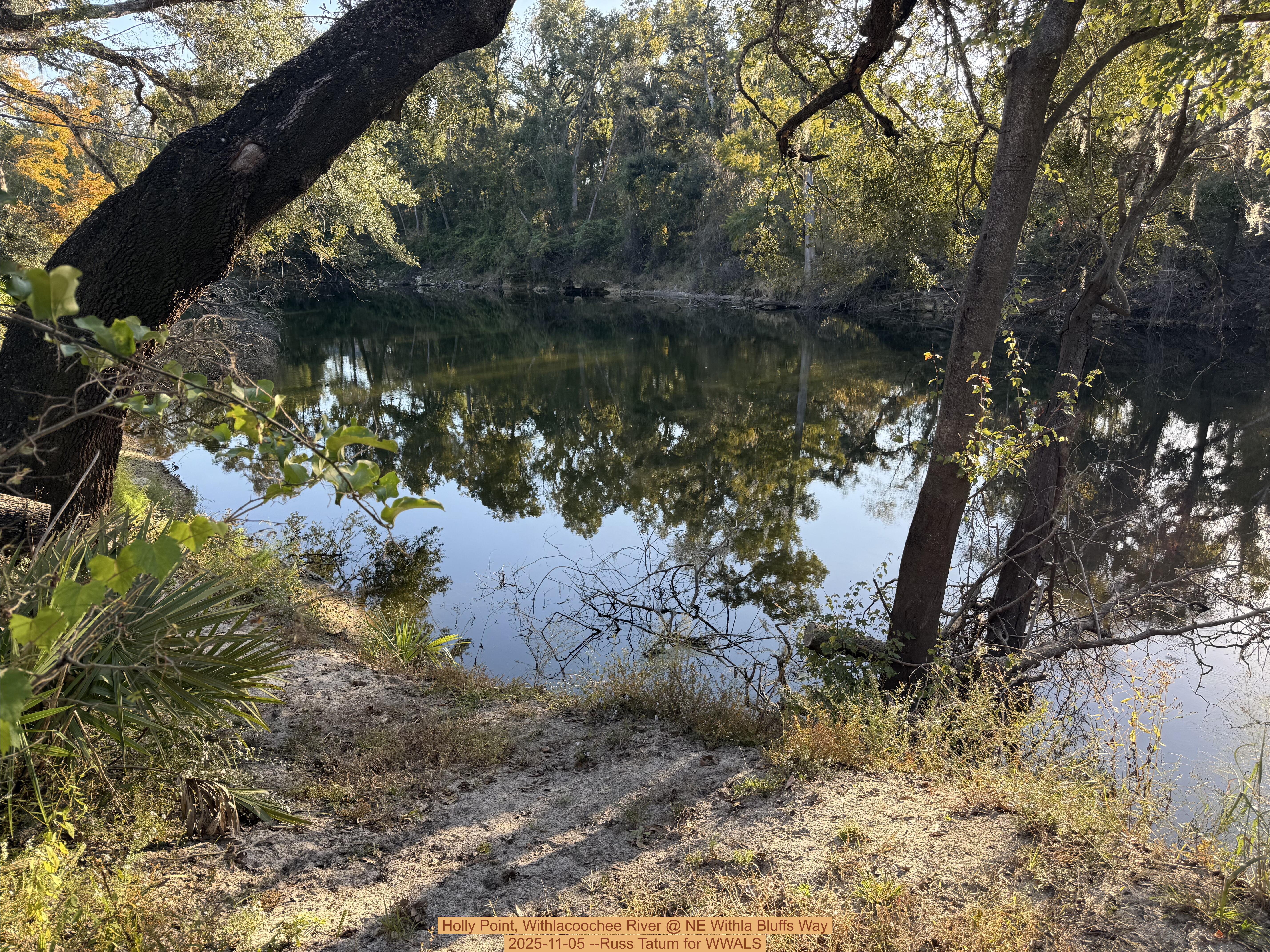 Holly Point, Withlacoochee River @ NE Withla Bluffs Way 2025-11-05 --Russ Tatum for WWALS