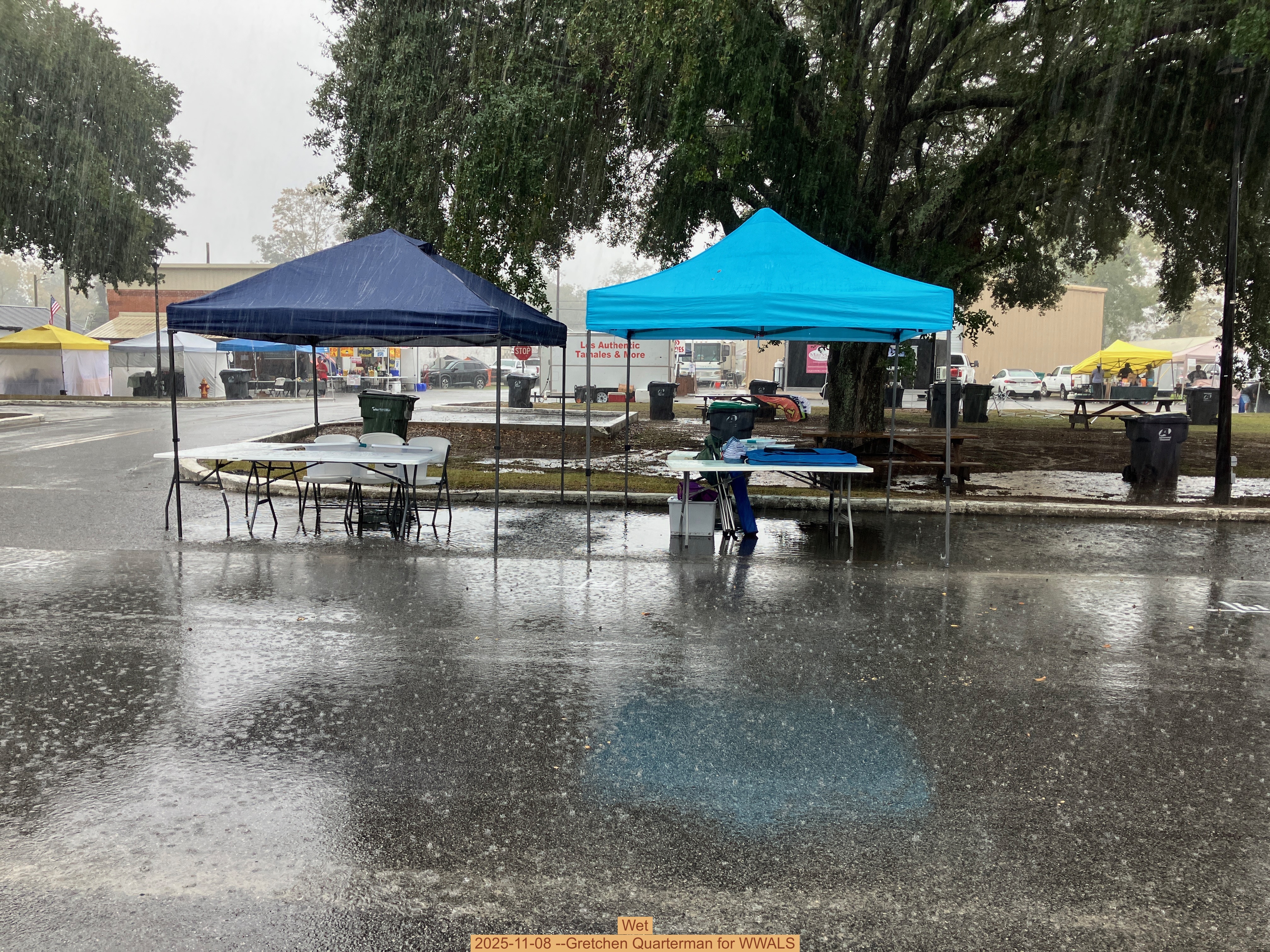 Wet, 2025-11-08 --Gretchen Quarterman for WWALS