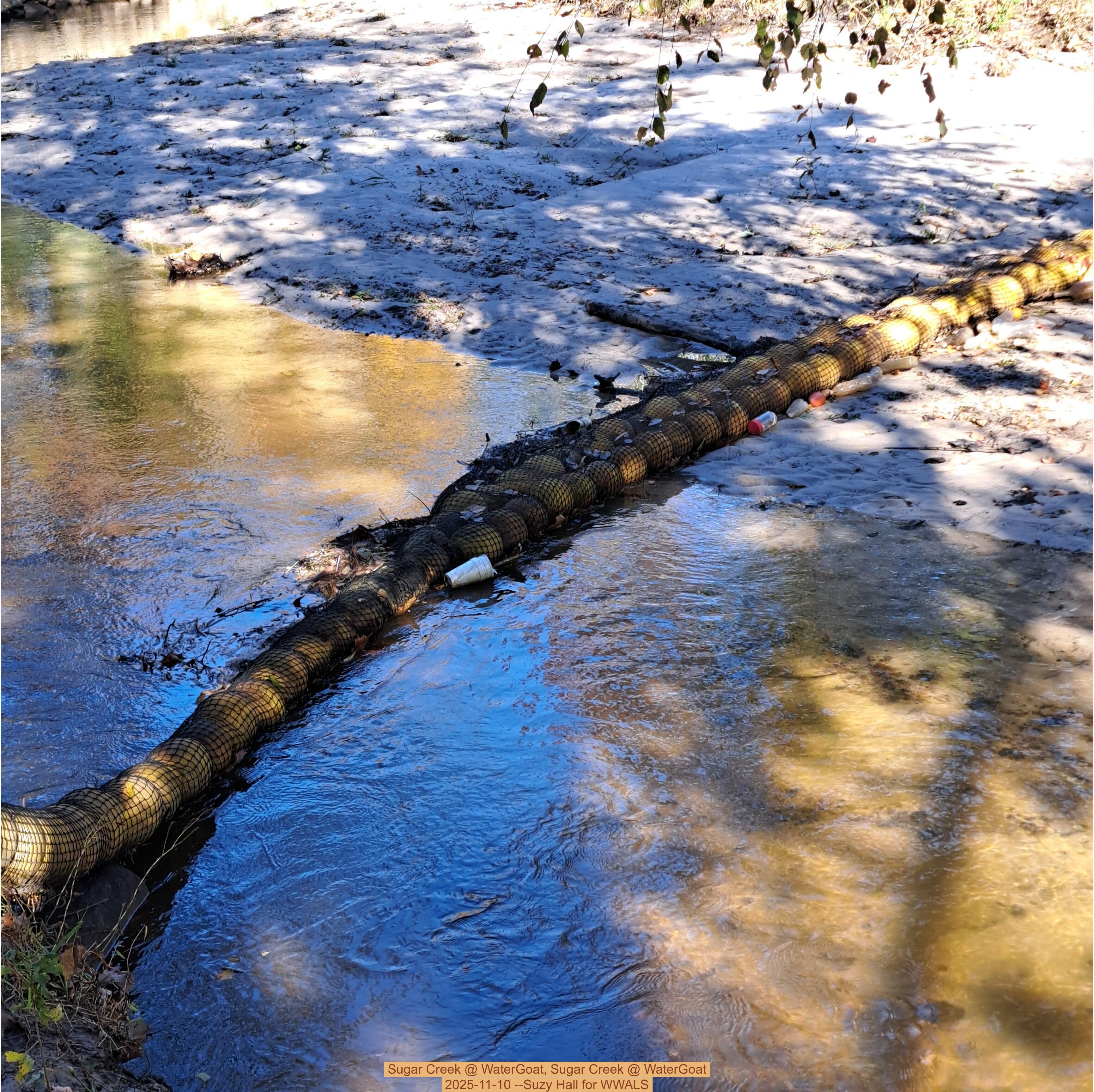 Sugar Creek @ WaterGoat, Sugar Creek @ WaterGoat 2025-11-10 --Suzy Hall for WWALS