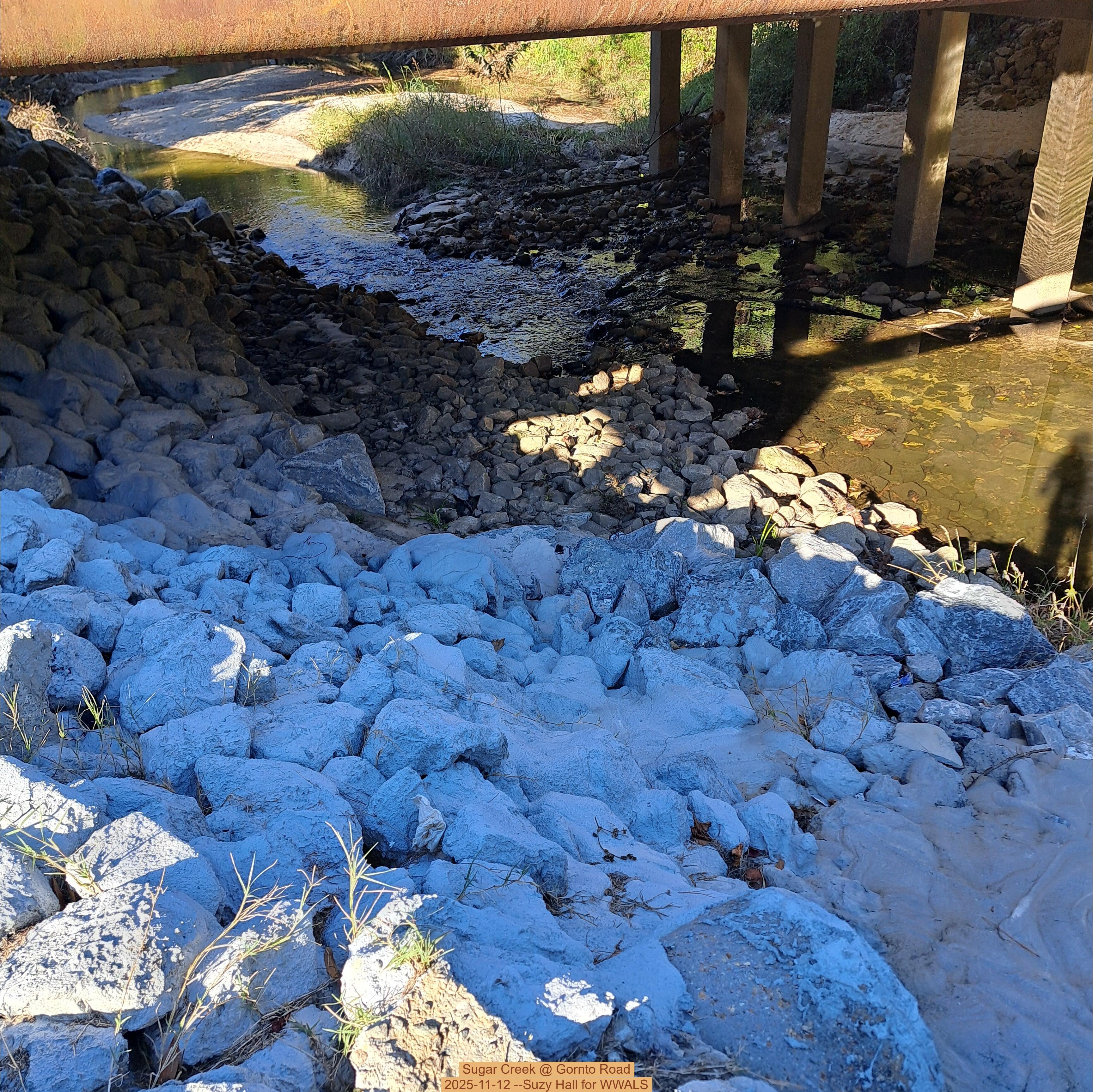 Sugar Creek @ Gornto Road 2025-11-12 --Suzy Hall for WWALS