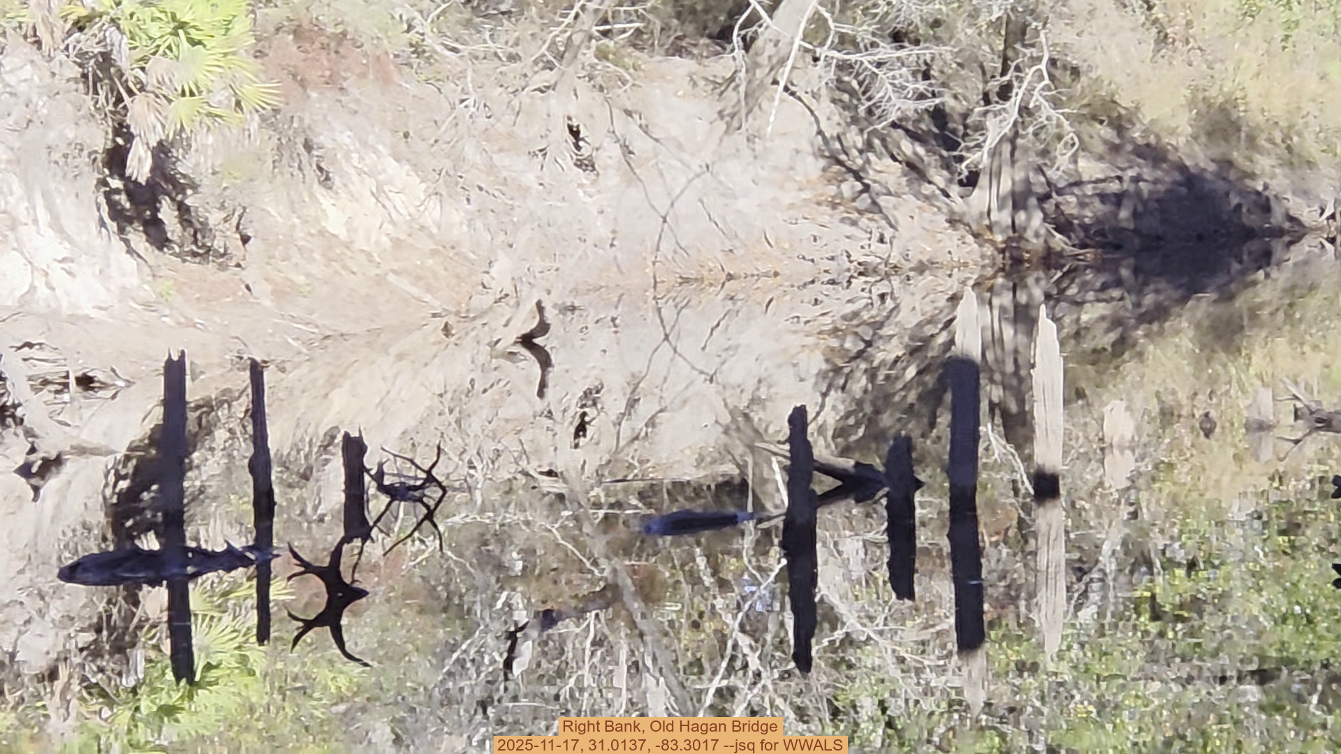 Right Bank, Old Hagan Bridge, 2025-11-17, 31.0137, -83.3017 --jsq for WWALS