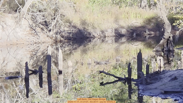 Left Bank, Old Hagan Bridge, 2025-11-17, 31.0137, -83.3017 --jsq for WWALS