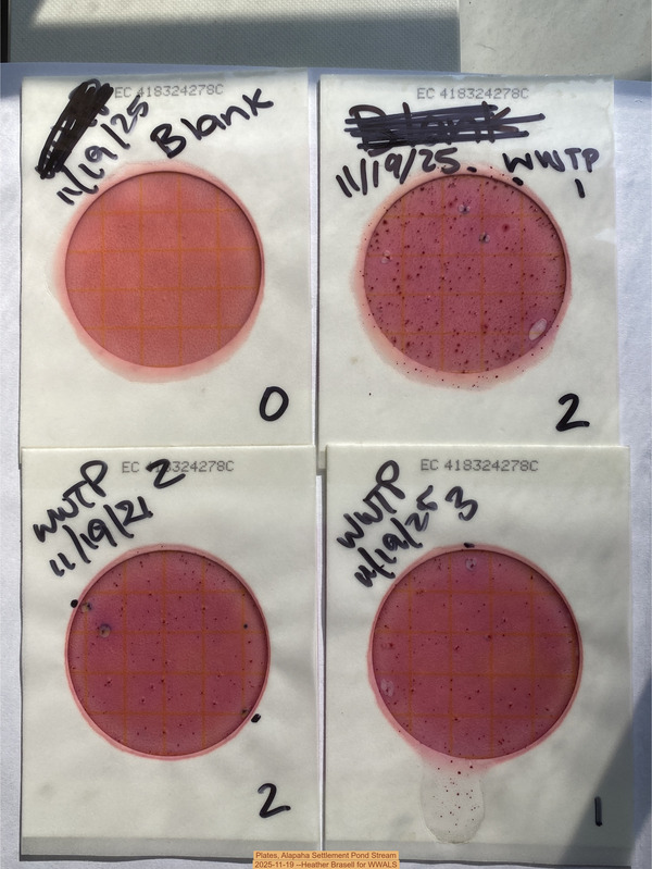Plates, Alapaha Settlement Pond Stream 2025-11-19 --Heather Brasell for WWALS