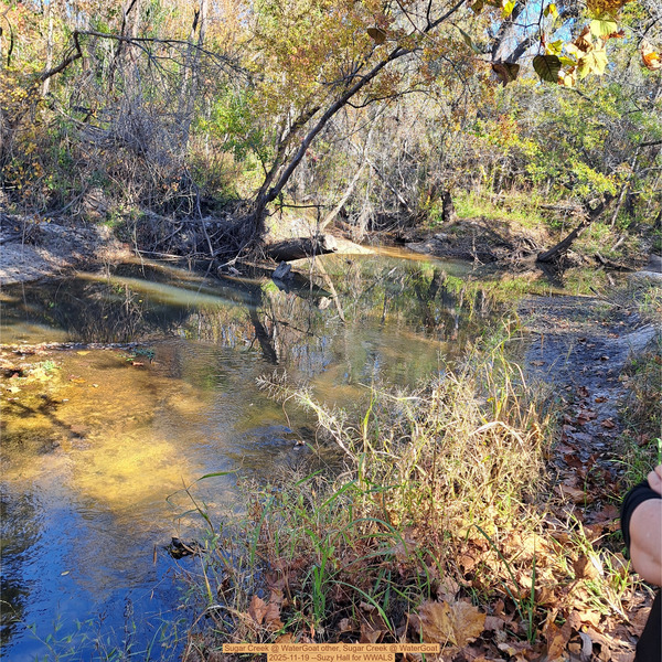 Sugar Creek @ WaterGoat other, Sugar Creek @ WaterGoat 2025-11-19 --Suzy Hall for WWALS