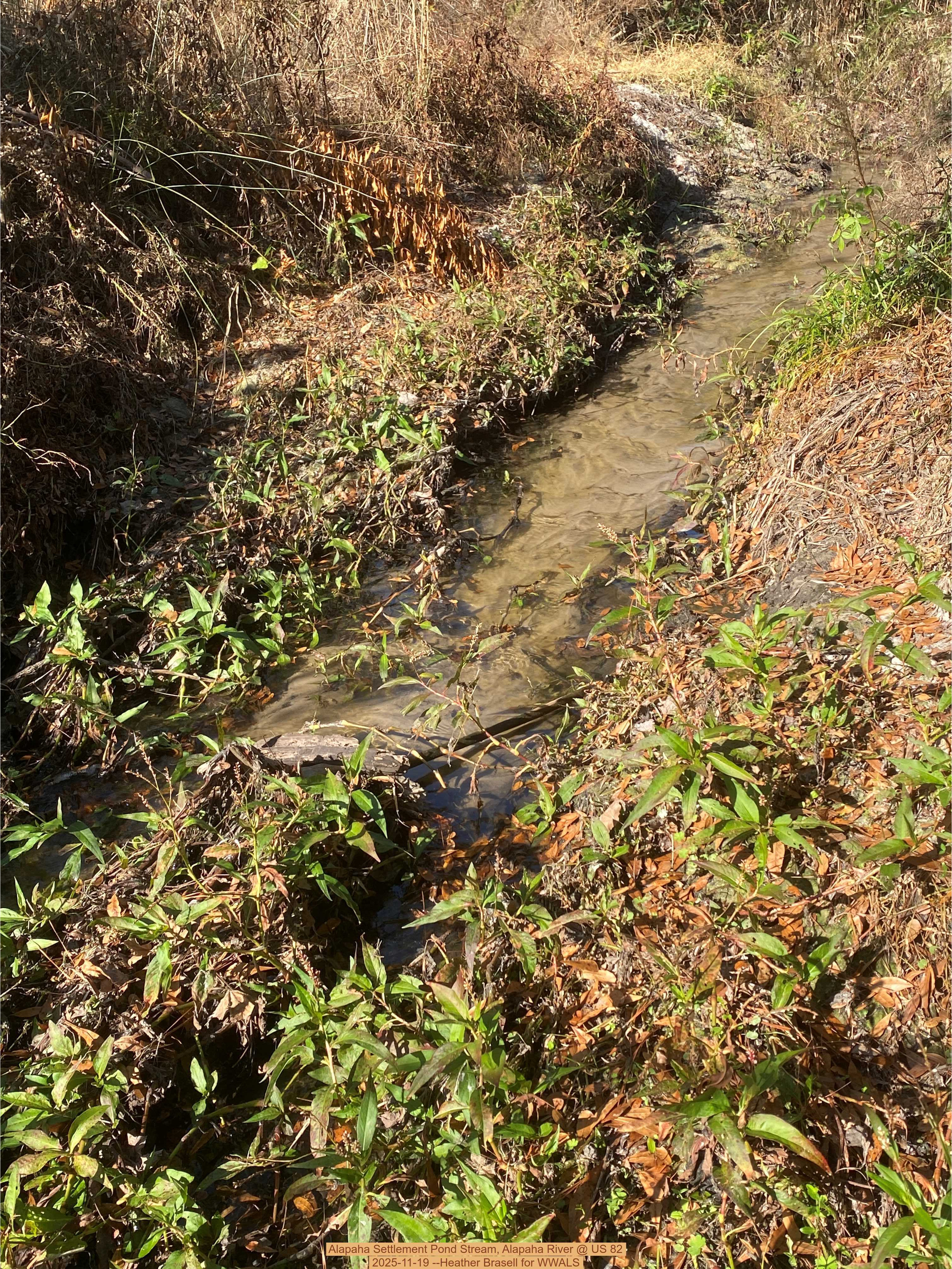 Alapaha Settlement Pond Stream, Alapaha River @ US 82 2025-11-19 --Heather Brasell for WWALS