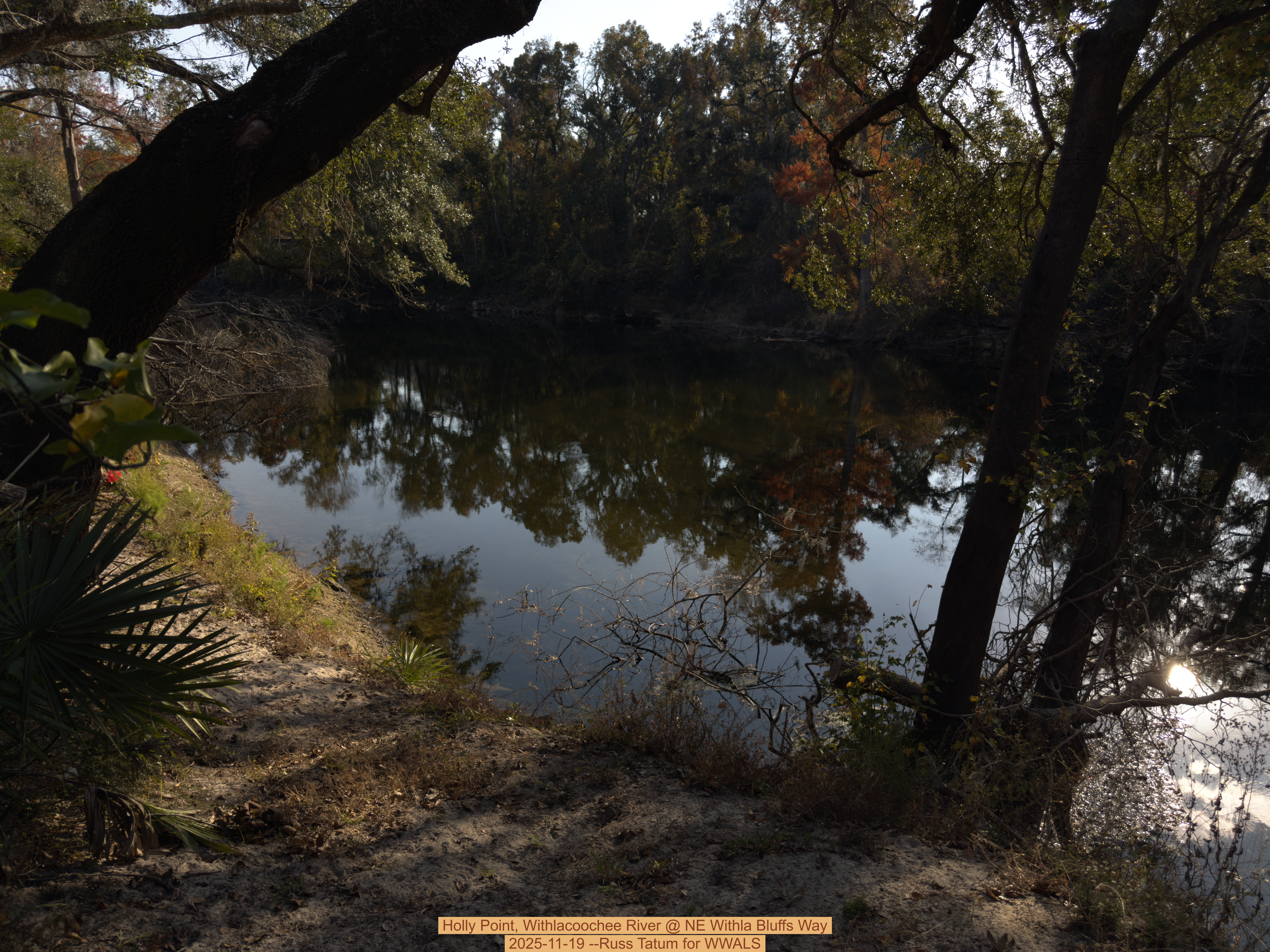 Holly Point, Withlacoochee River @ NE Withla Bluffs Way 2025-11-19 --Russ Tatum for WWALS