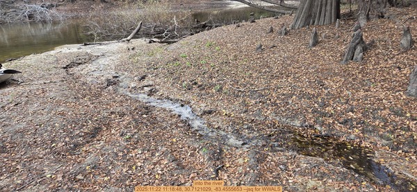 into the river, 2025:11:22 11:18:48, 30.7121029, -83.4555653 --jsq for WWALS