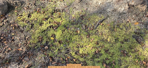 [Sphagnum moss, 2025:11:22 13:19:28, 30.6951579, -83.4450235 --jsq for WWALS]