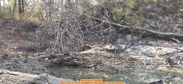 [Red fruits on deadfall, 2025:11:22 15:14:43, 30.6884811, -83.4232997 --jsq for WWALS]